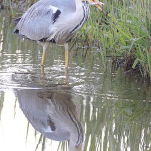 Grey Heron