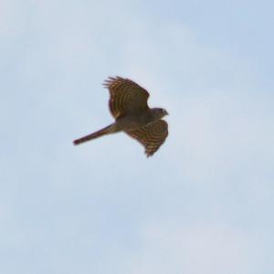 Eurasian Sparrowhawk