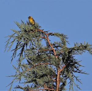 Eurasian Siskin