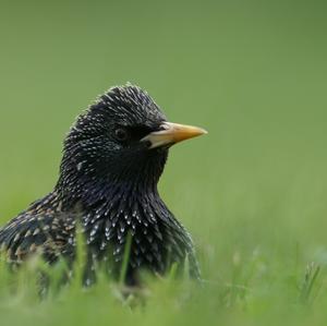 Common Starling