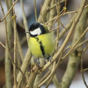 Great Tit