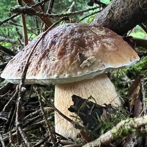 King Bolete