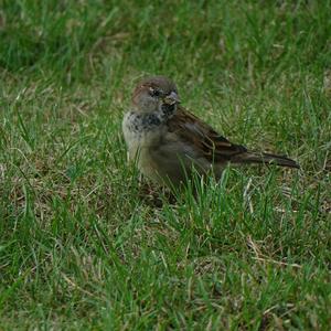 House Sparrow