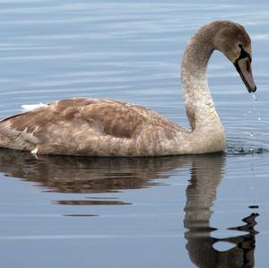 Höckerschwan