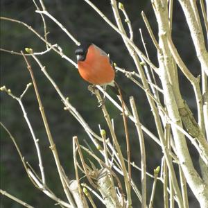 Eurasian Bullfinch