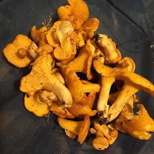 Chanterelle, Common