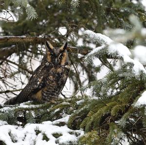 Long-eared Owl