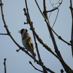 European Goldfinch