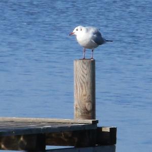 Black-headed Gull