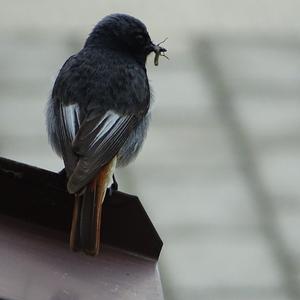 Black Redstart