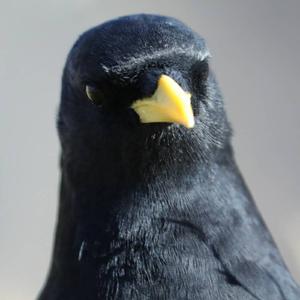 Yellow-billed Chough