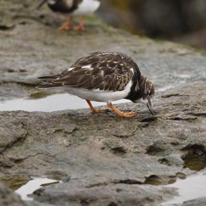 Ruddy Turnstone