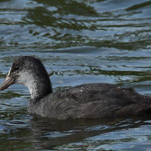 Common Coot