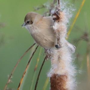 Eurasian Penduline-tit