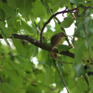 Black Redstart