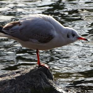 Black-headed Gull