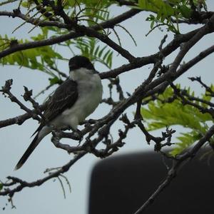 Eastern Kingbird