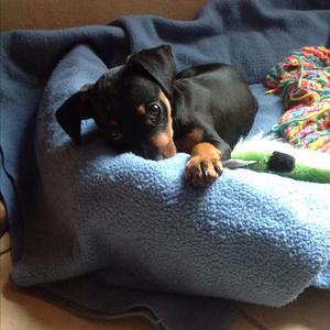 Miniature Pinscher