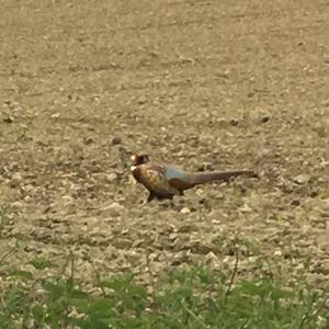 Common Pheasant