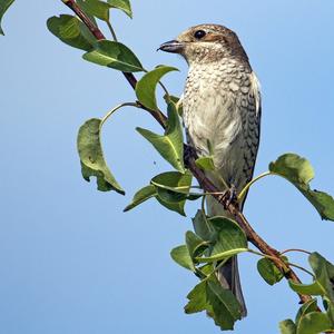 Red-backed Shrike