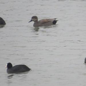 Red-crested Pochard