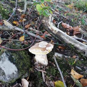 King Bolete