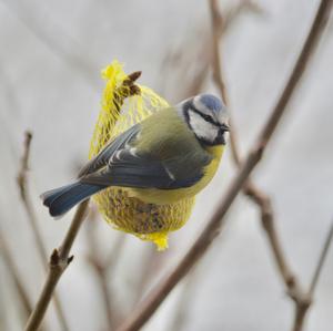 Blue Tit