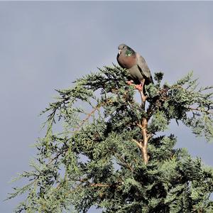 Stock Dove