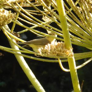 Common Chiffchaff