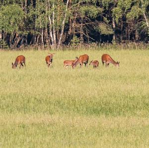 Red Deer