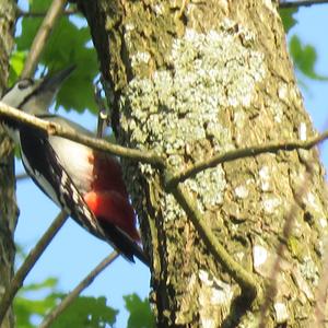 Great Spotted Woodpecker