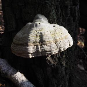 Tinder Polypore