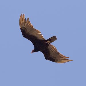 Turkey Vulture