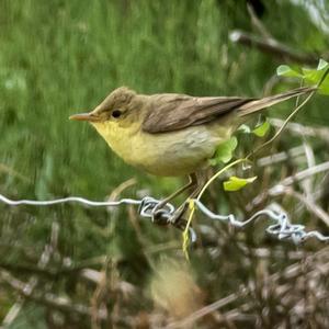 Melodious Warbler