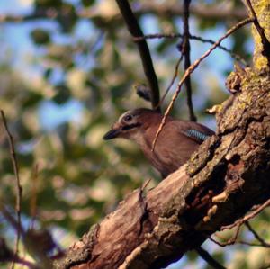 Eurasian Jay