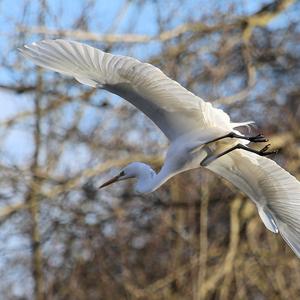 Great Egret