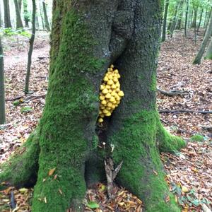 Golden Pholiota