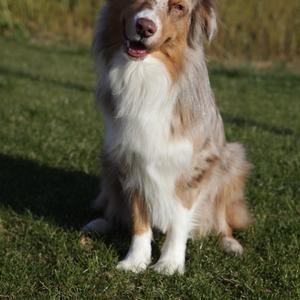 Australian Shepherd