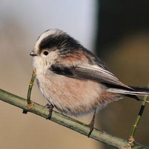 Long-tailed Tit