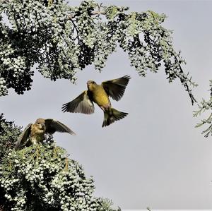 European Greenfinch