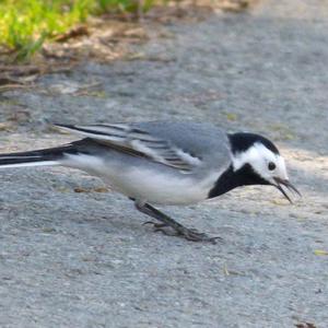 White Wagtail