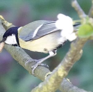 Great Tit