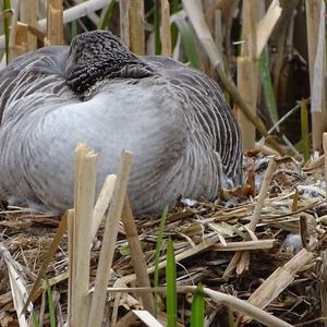 Greylag Goose