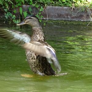 Mallard