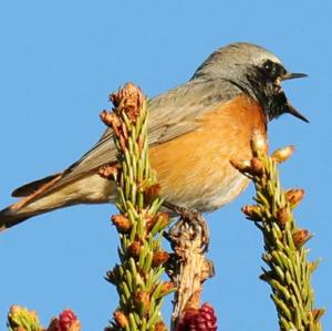 Common Redstart