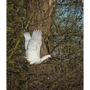 Eurasian Spoonbill