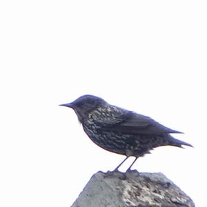 Common Starling