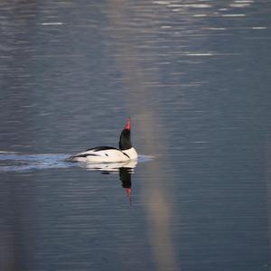 Common Merganser