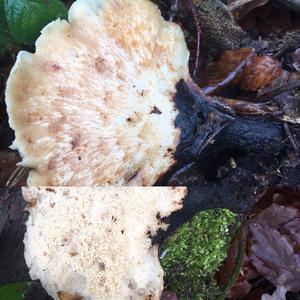 Dryad`s Saddle