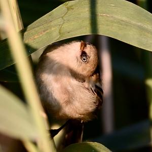 Bearded Parrotbill